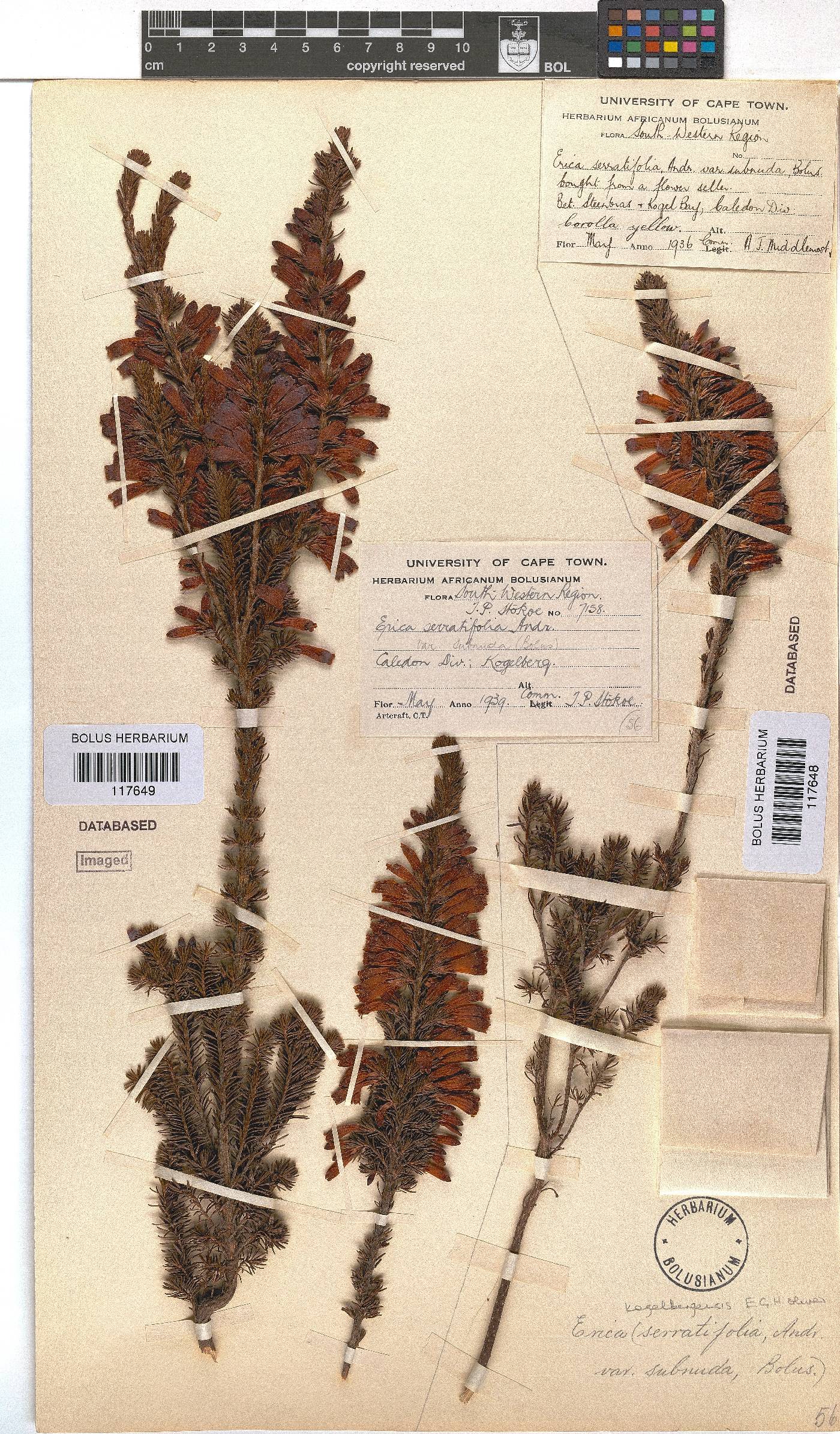 Erica kogelbergensis image