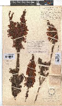 Erica kogelbergensis image