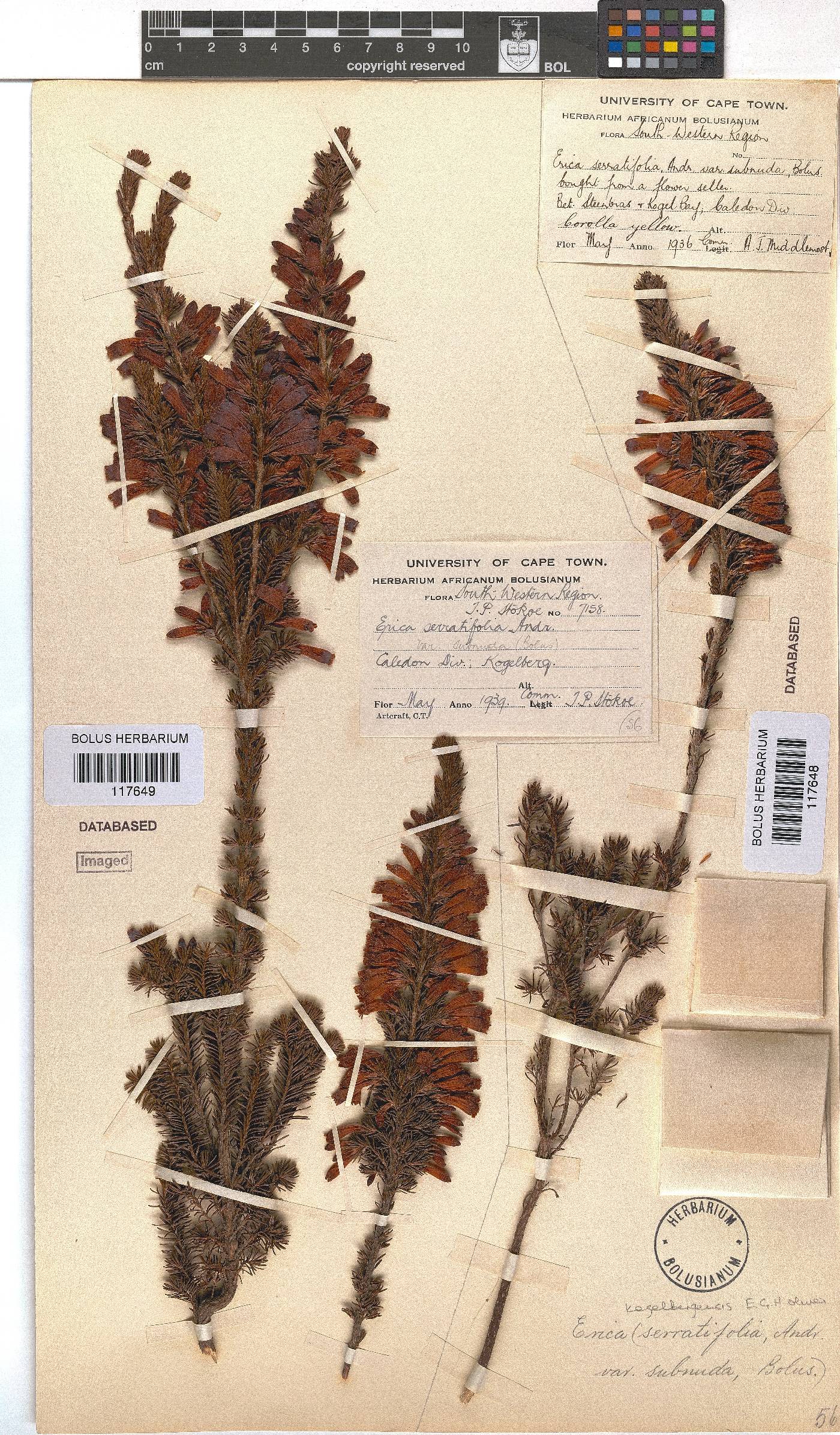 Erica kogelbergensis image