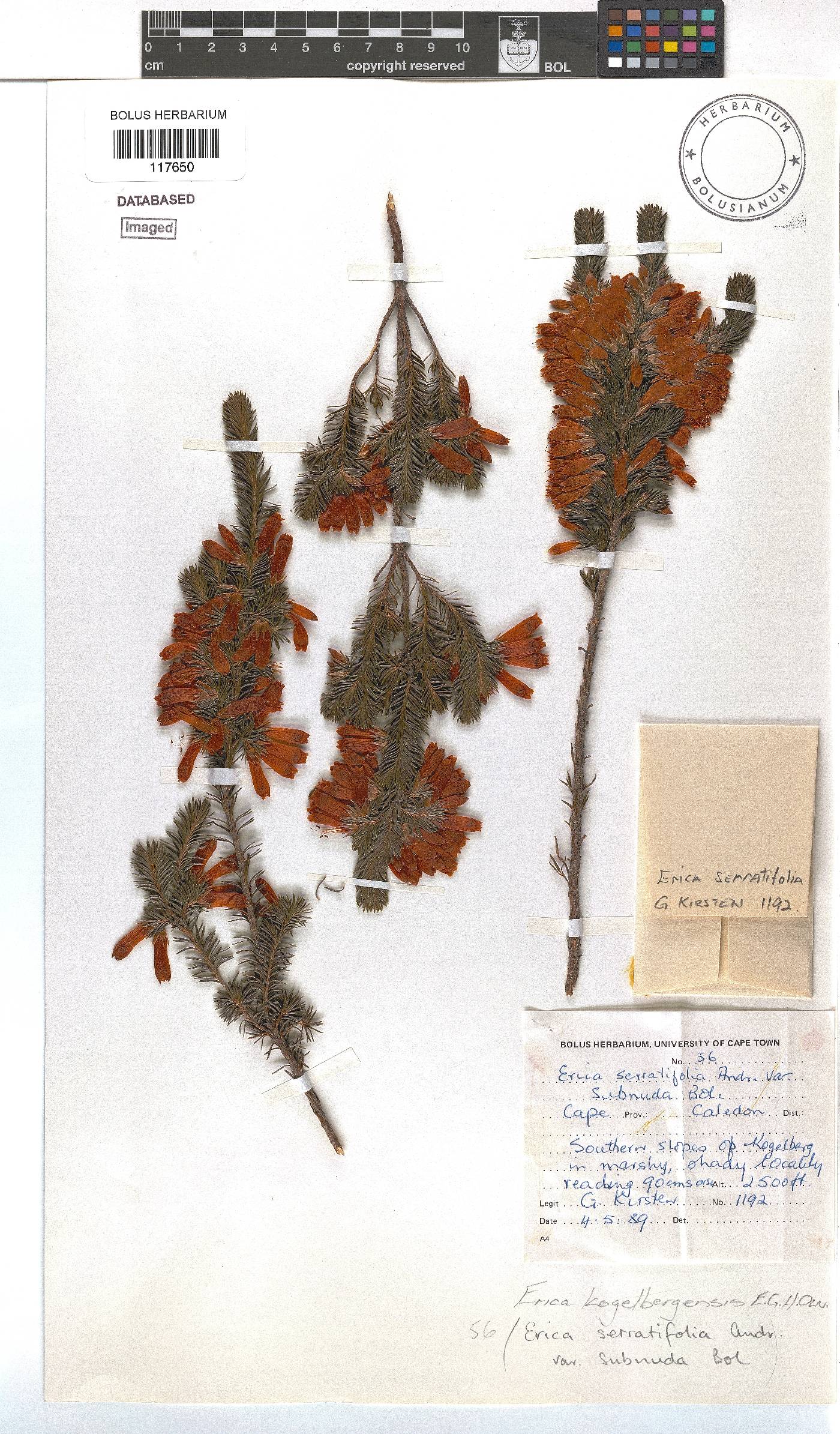 Erica kogelbergensis image