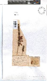 Erica kogelbergensis image