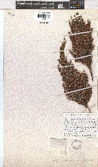 Erica jacksoniana image