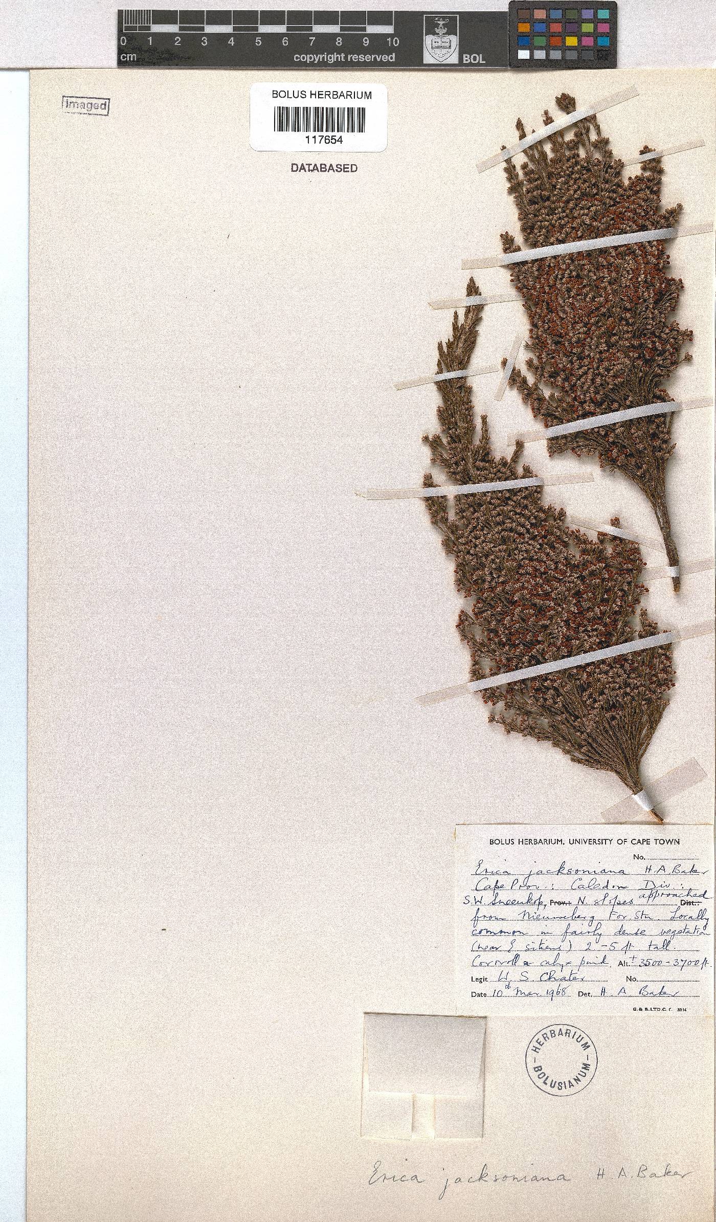 Erica jacksoniana image