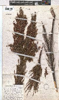 Erica jacksoniana image