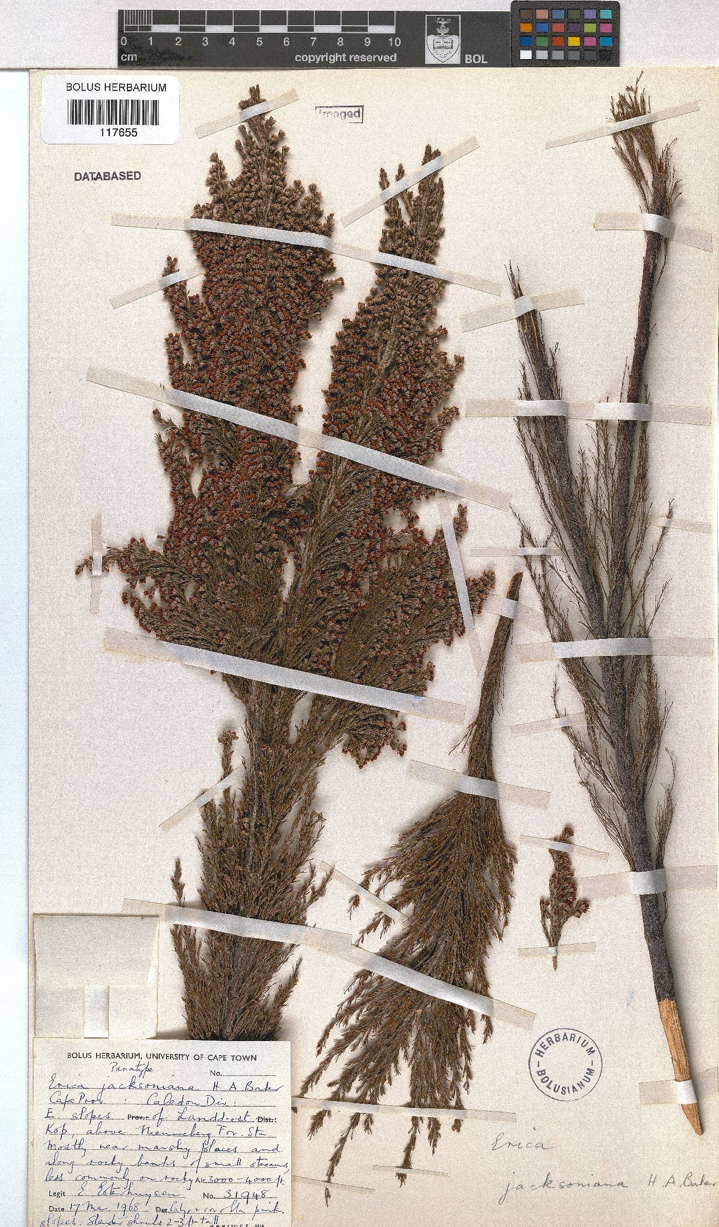 Erica jacksoniana image