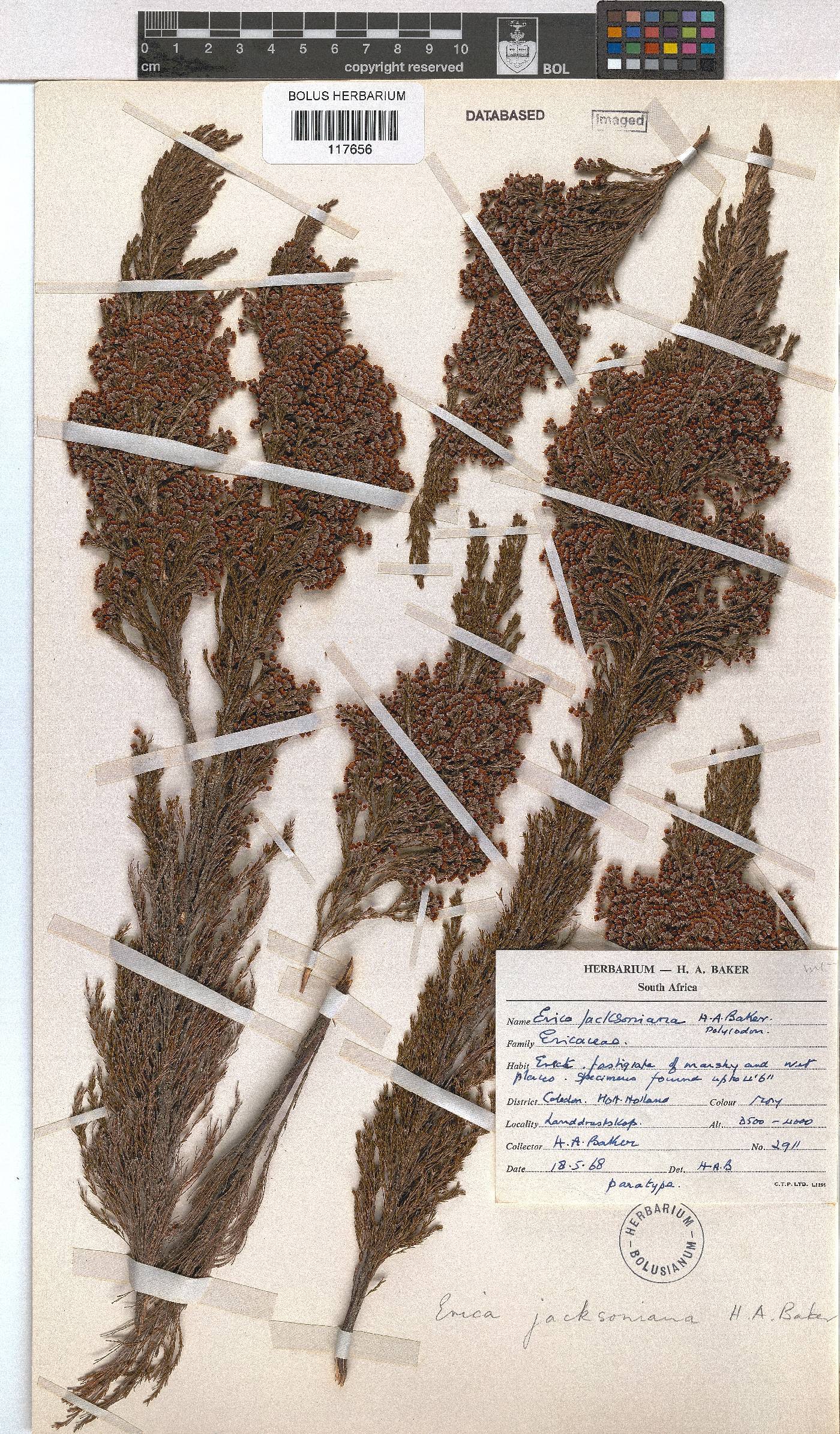 Erica jacksoniana image