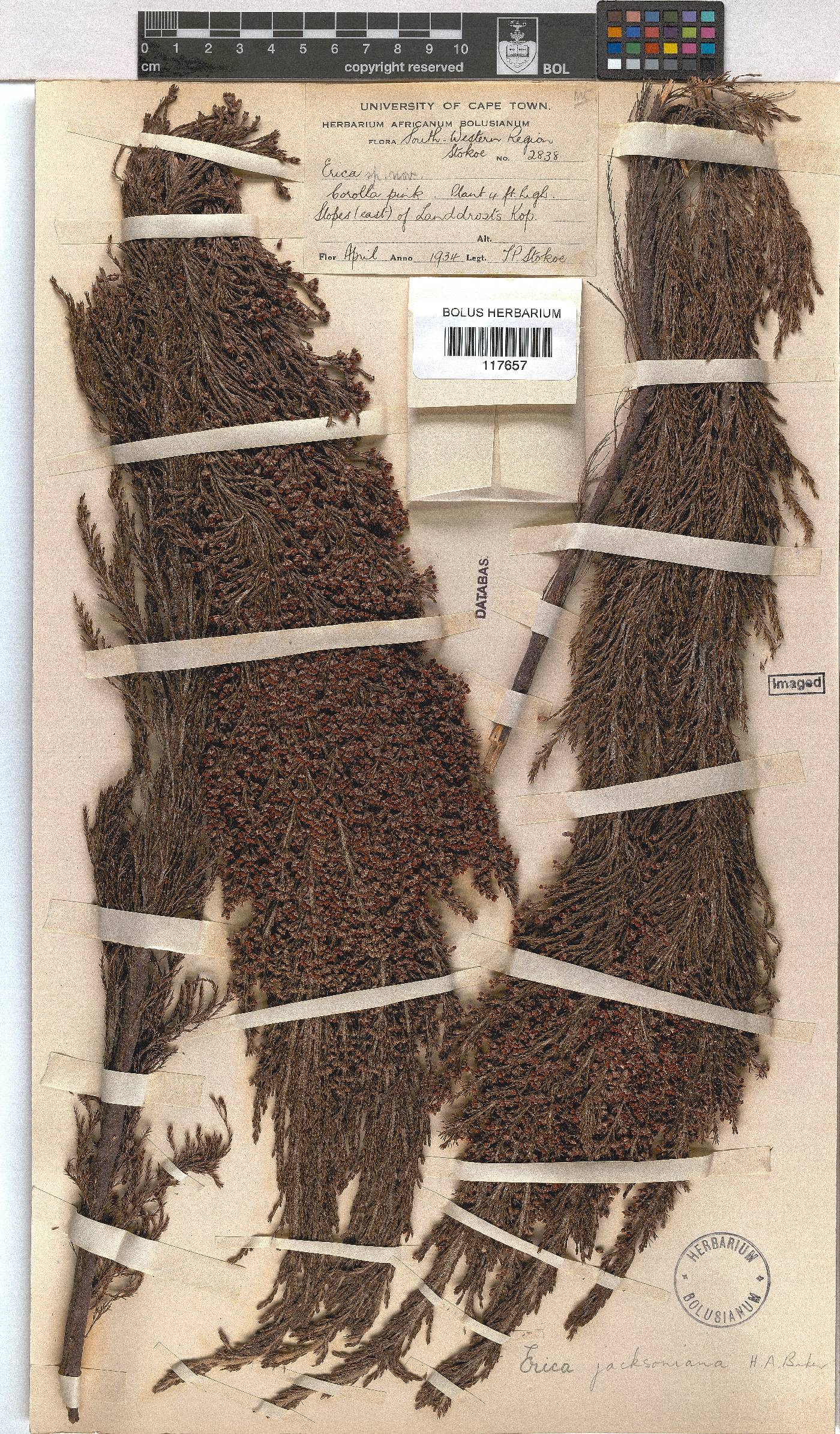 Erica jacksoniana image