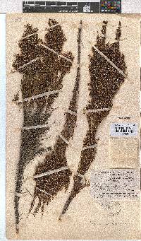 Erica jacksoniana image