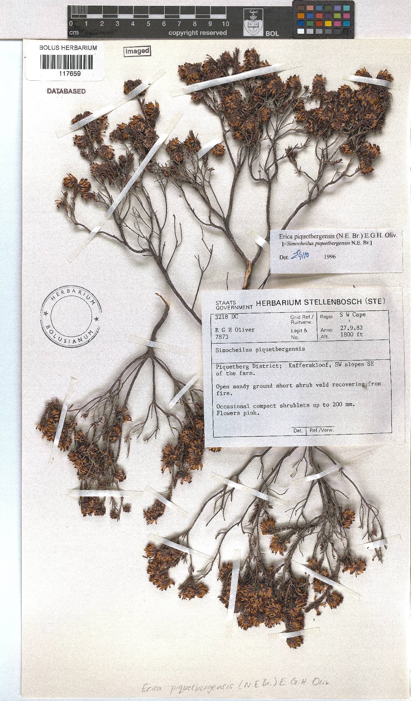 Erica piquetbergensis image