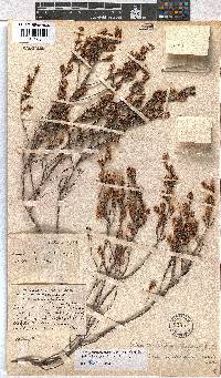 Erica piquetbergensis image