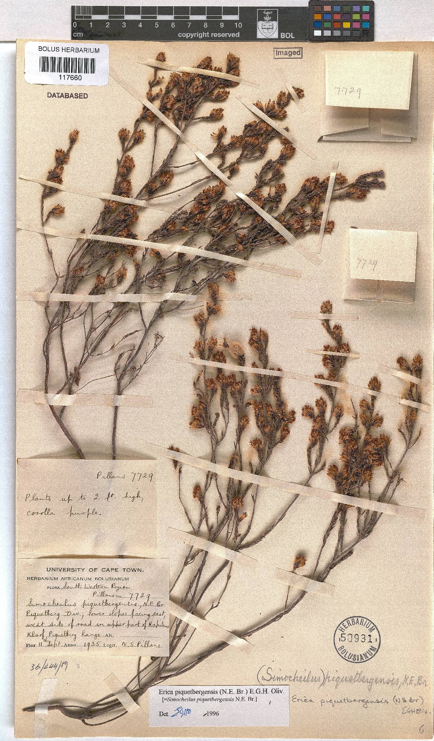 Erica piquetbergensis image