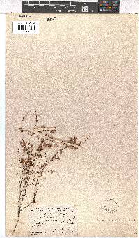 Erica ribisaria image