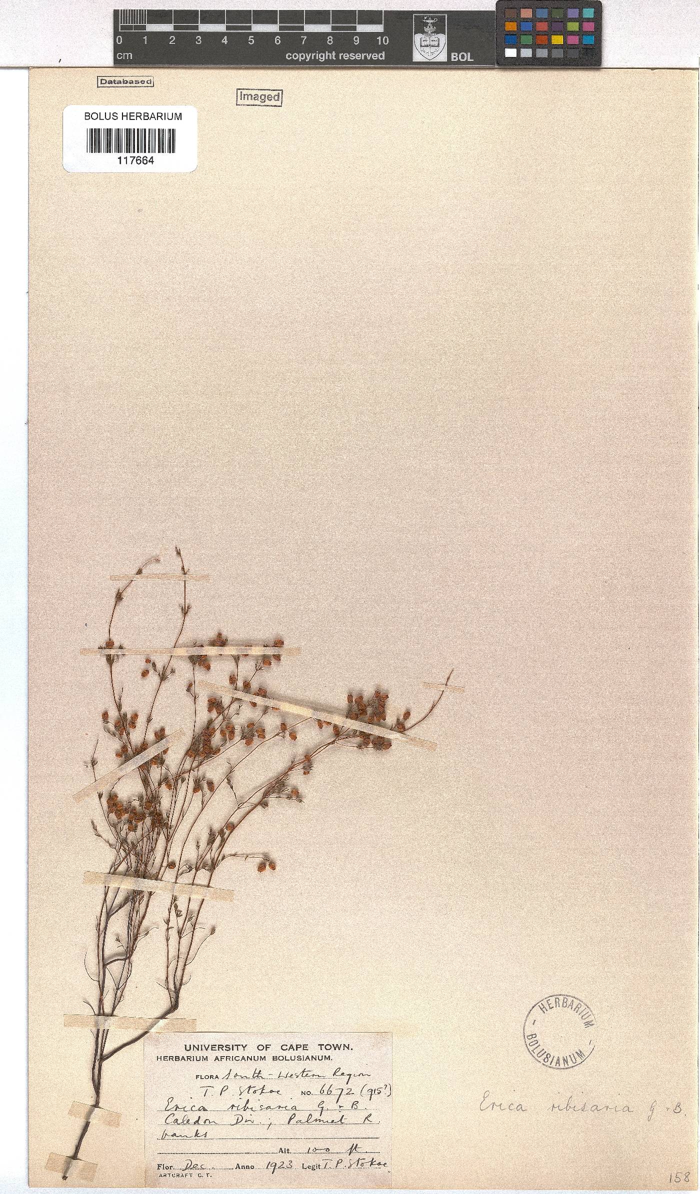 Erica ribisaria image