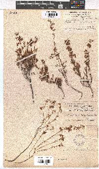 Erica ribisaria image