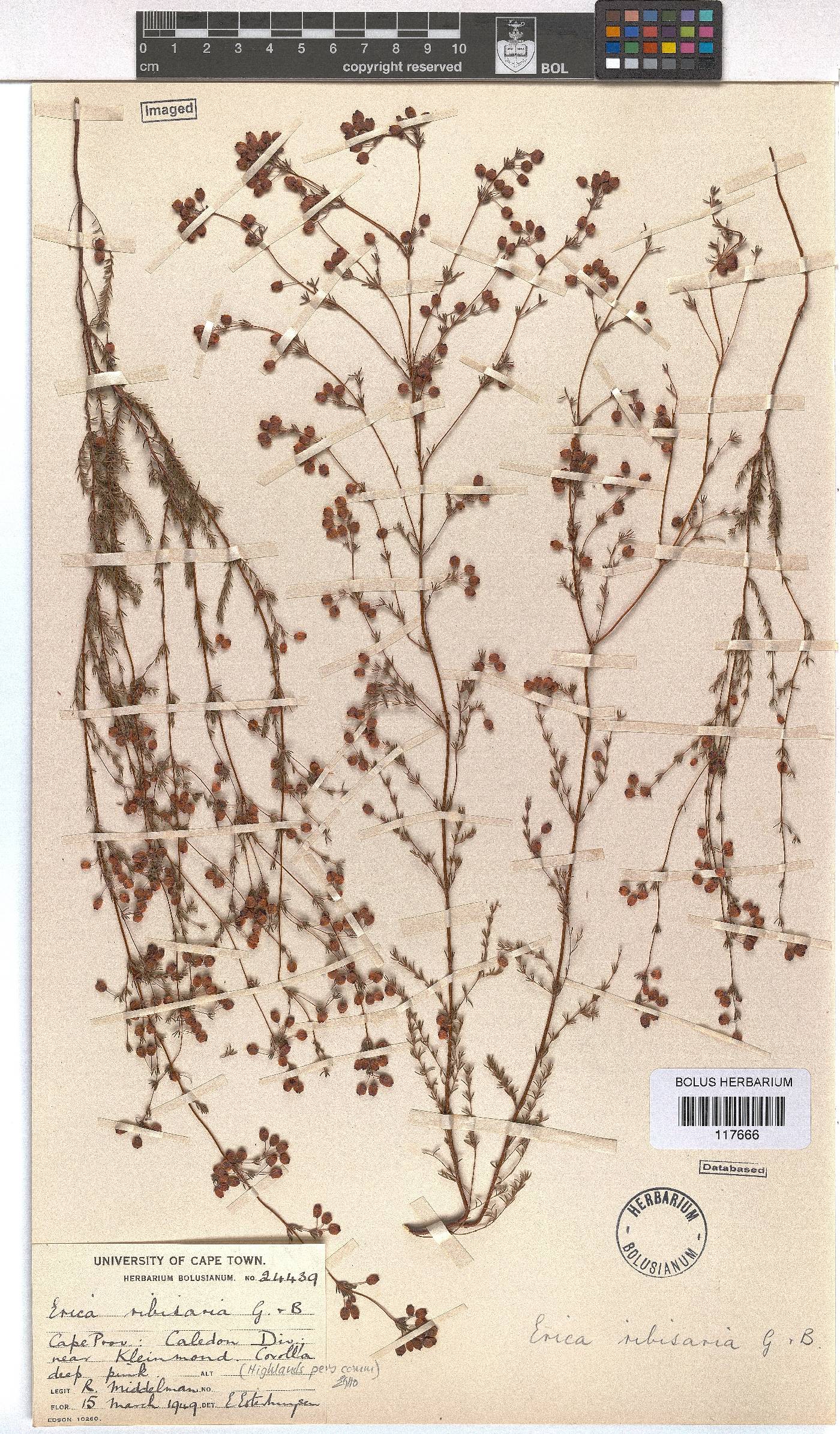 Erica ribisaria image