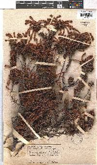 Erica quadrisulcata image