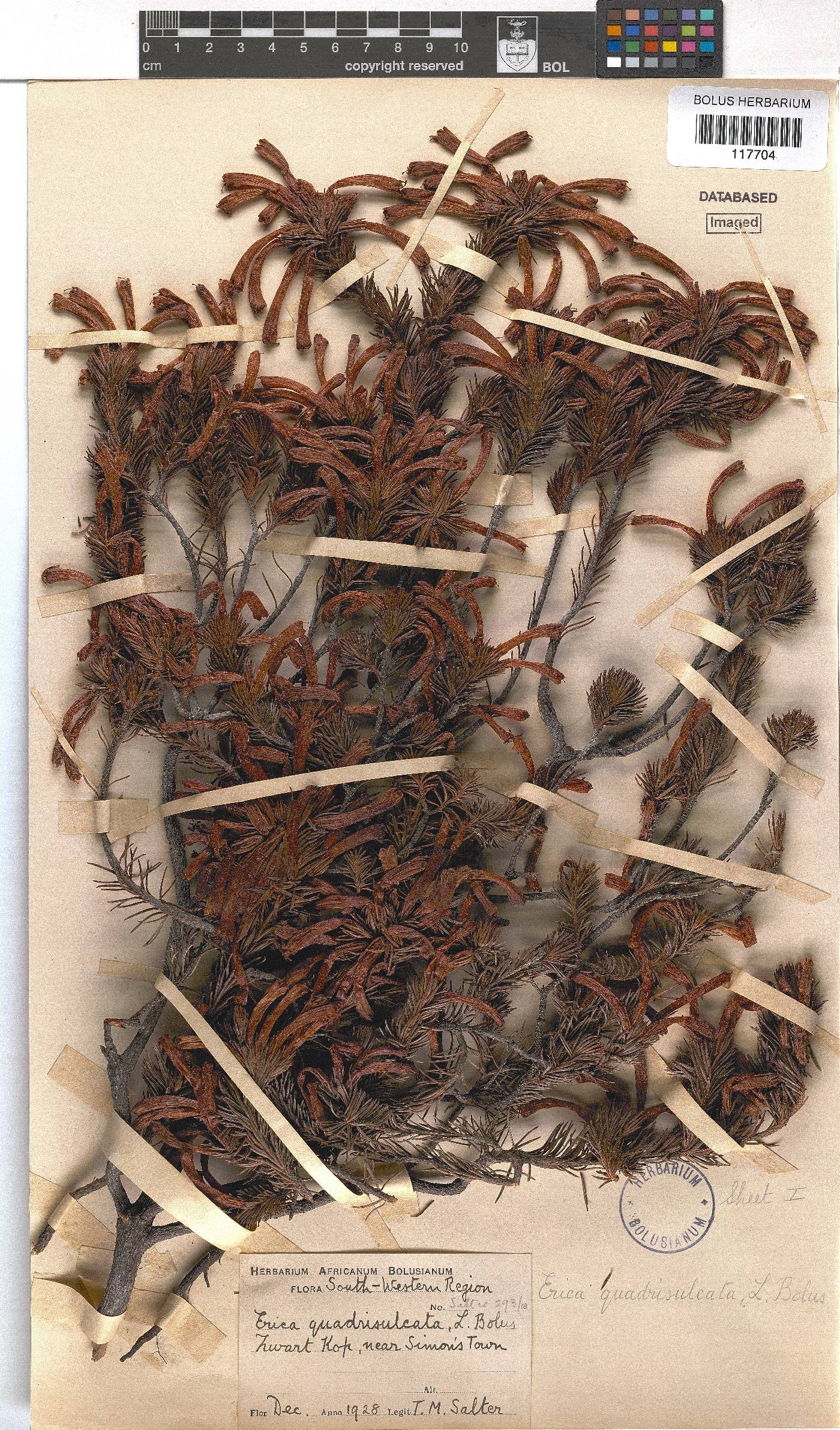 Erica quadrisulcata image