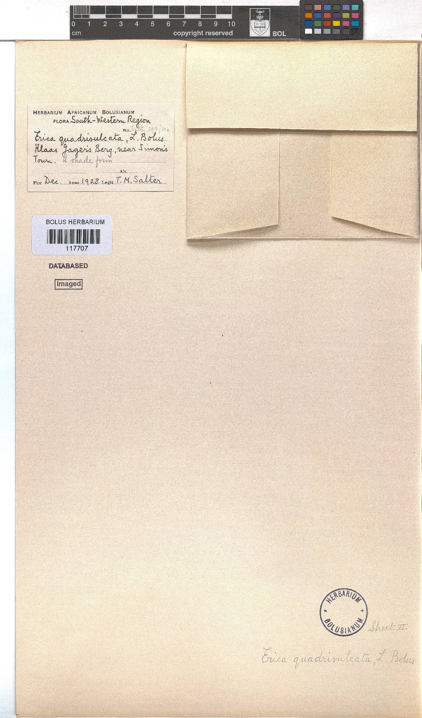 Erica quadrisulcata image