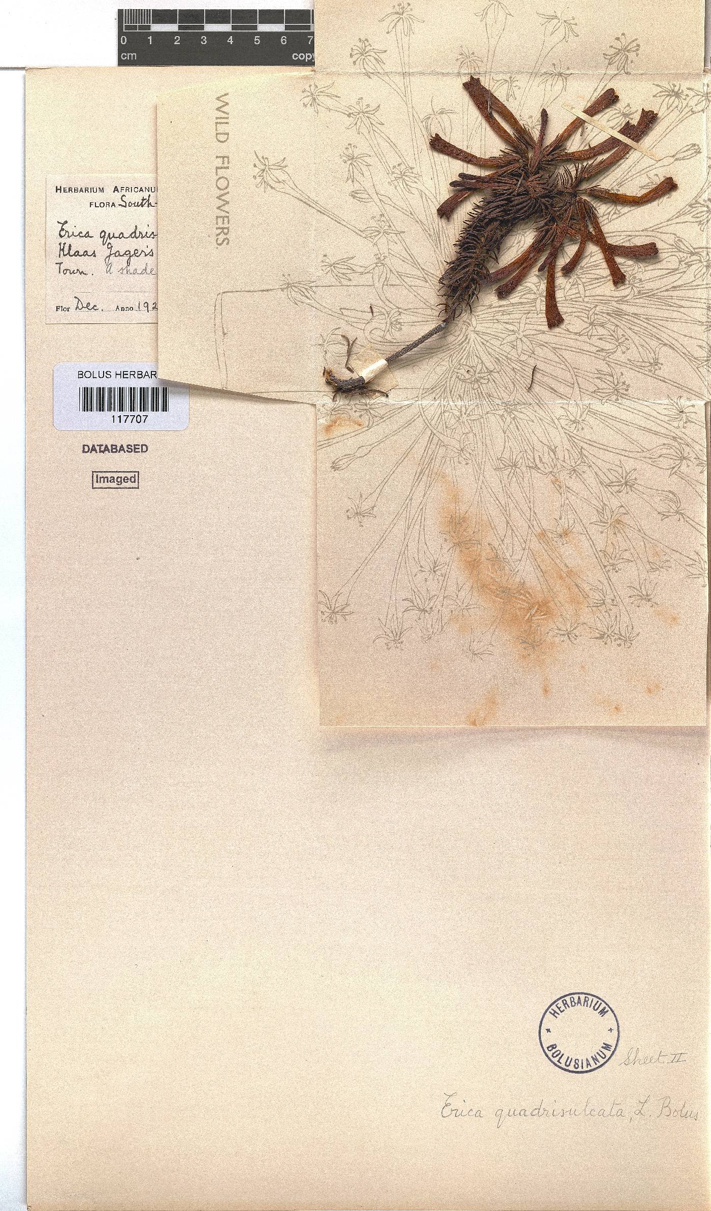 Erica quadrisulcata image