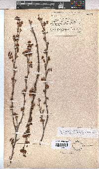 Hermannia angularis image