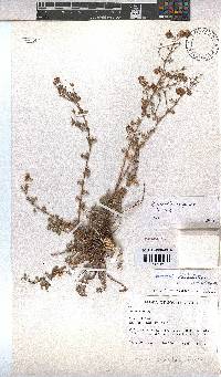 Hermannia abrotanoides image