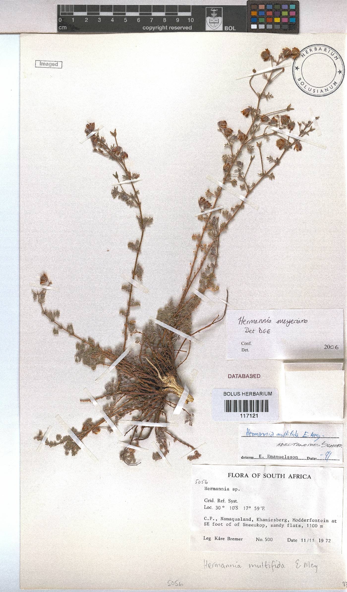 Hermannia abrotanoides image