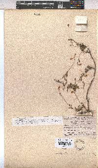 Hermannia muricata image