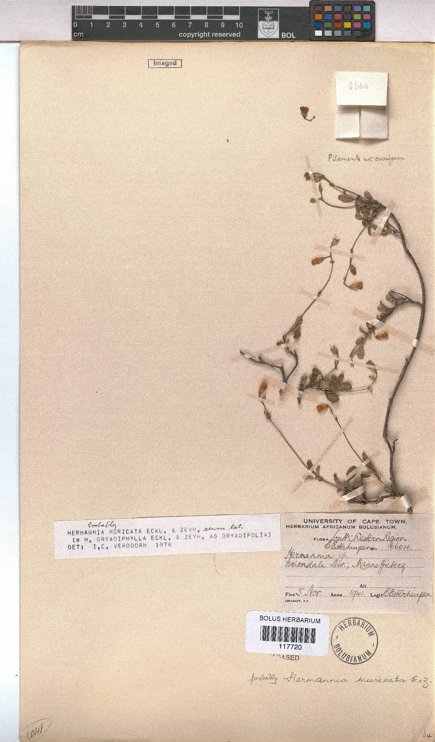 Hermannia muricata image
