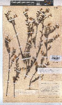 Hermannia aspera image