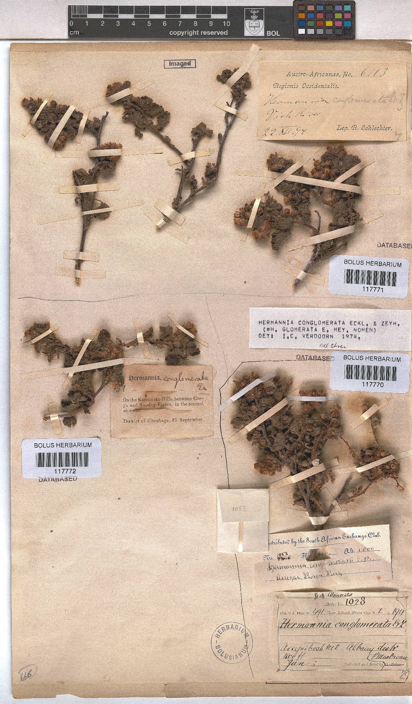 Hermannia conglomerata image