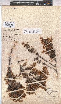 Hermannia disticha image