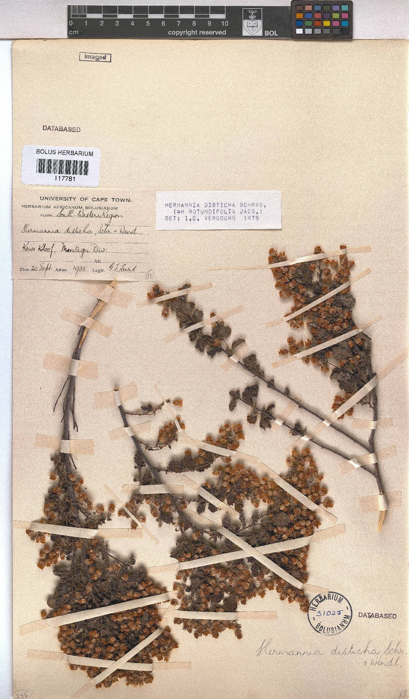 Hermannia disticha image