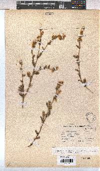 Hermannia stipulacea image