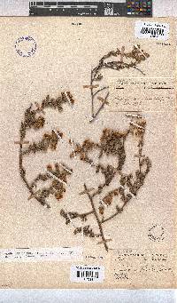 Hermannia stipulacea image
