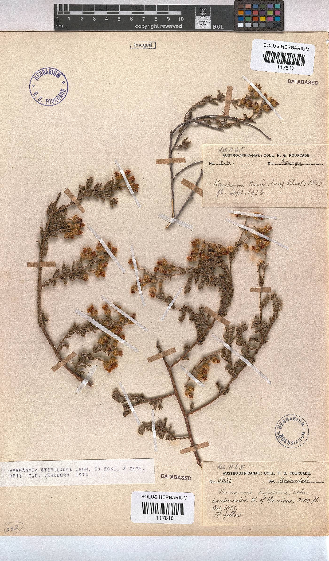 Hermannia stipulacea image