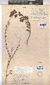 Hermannia filifolia image