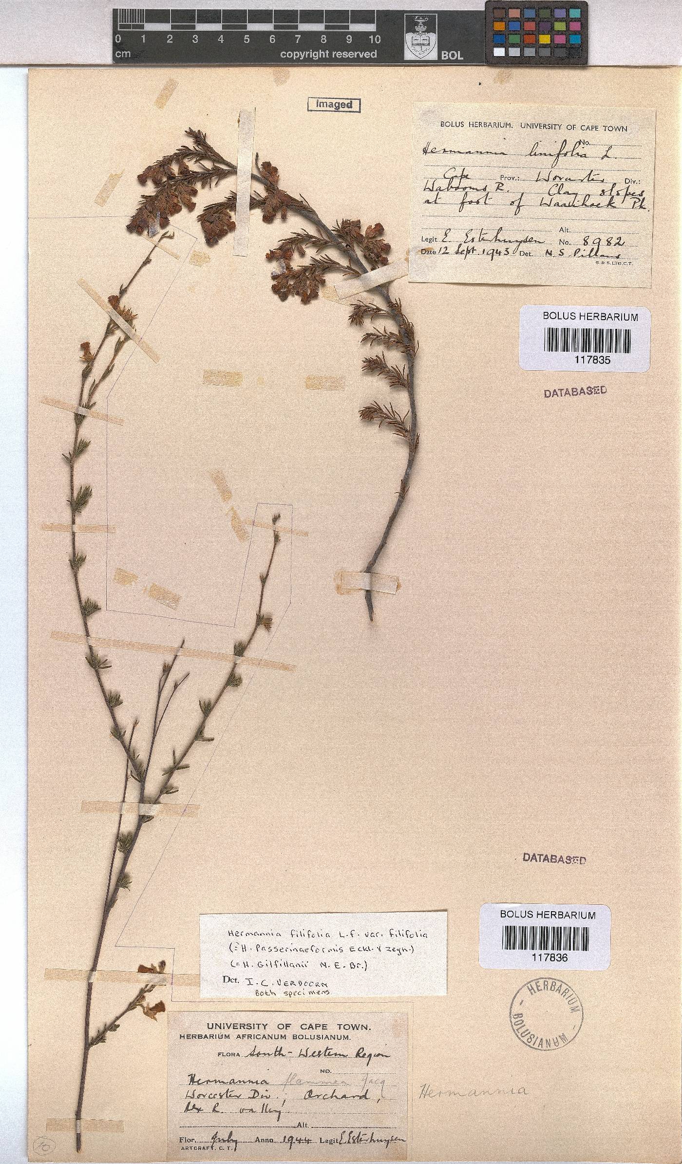 Hermannia filifolia var. filifolia image
