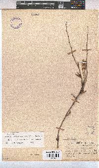 Hermannia filifolia image