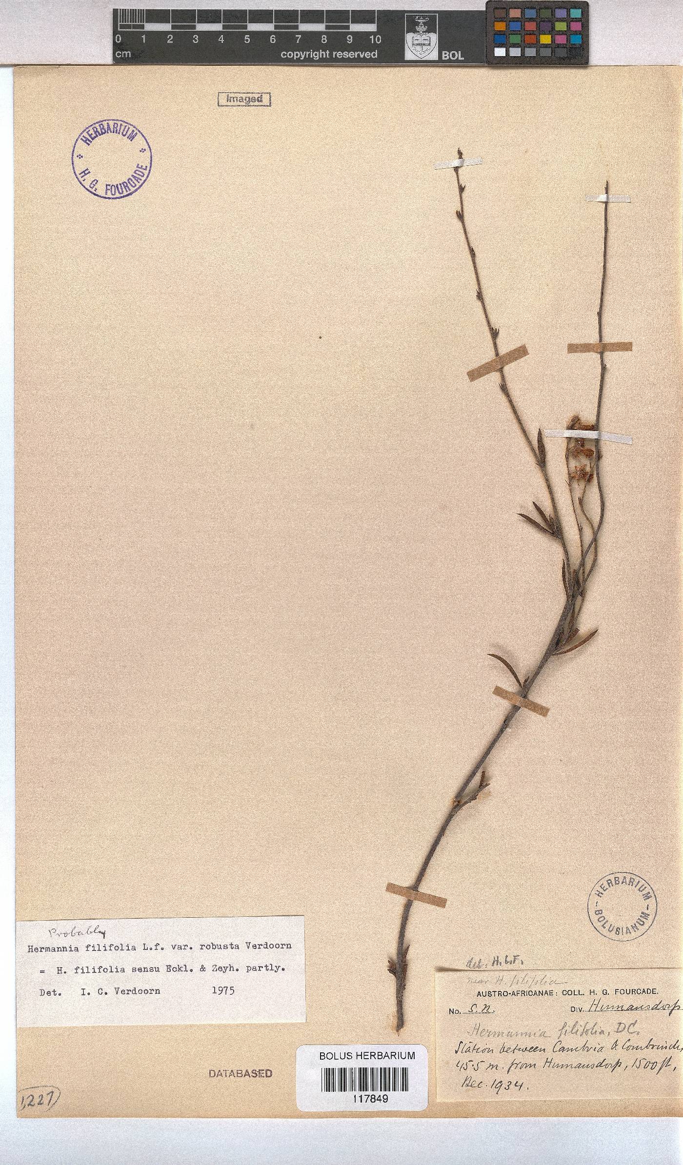 Hermannia filifolia var. robusta image