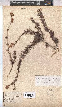 Hermannia filifolia image
