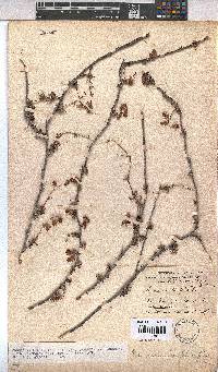 Hermannia filifolia image
