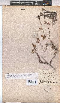 Hermannia filifolia image