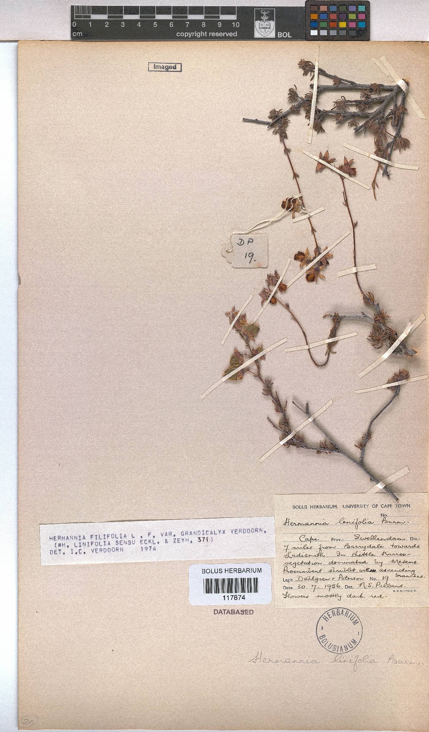 Hermannia filifolia var. grandicalyx image