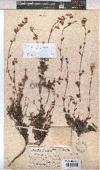 Hermannia flammea image