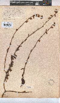 Hermannia flammea image