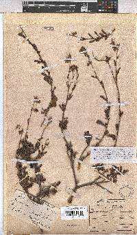 Hermannia flammea image