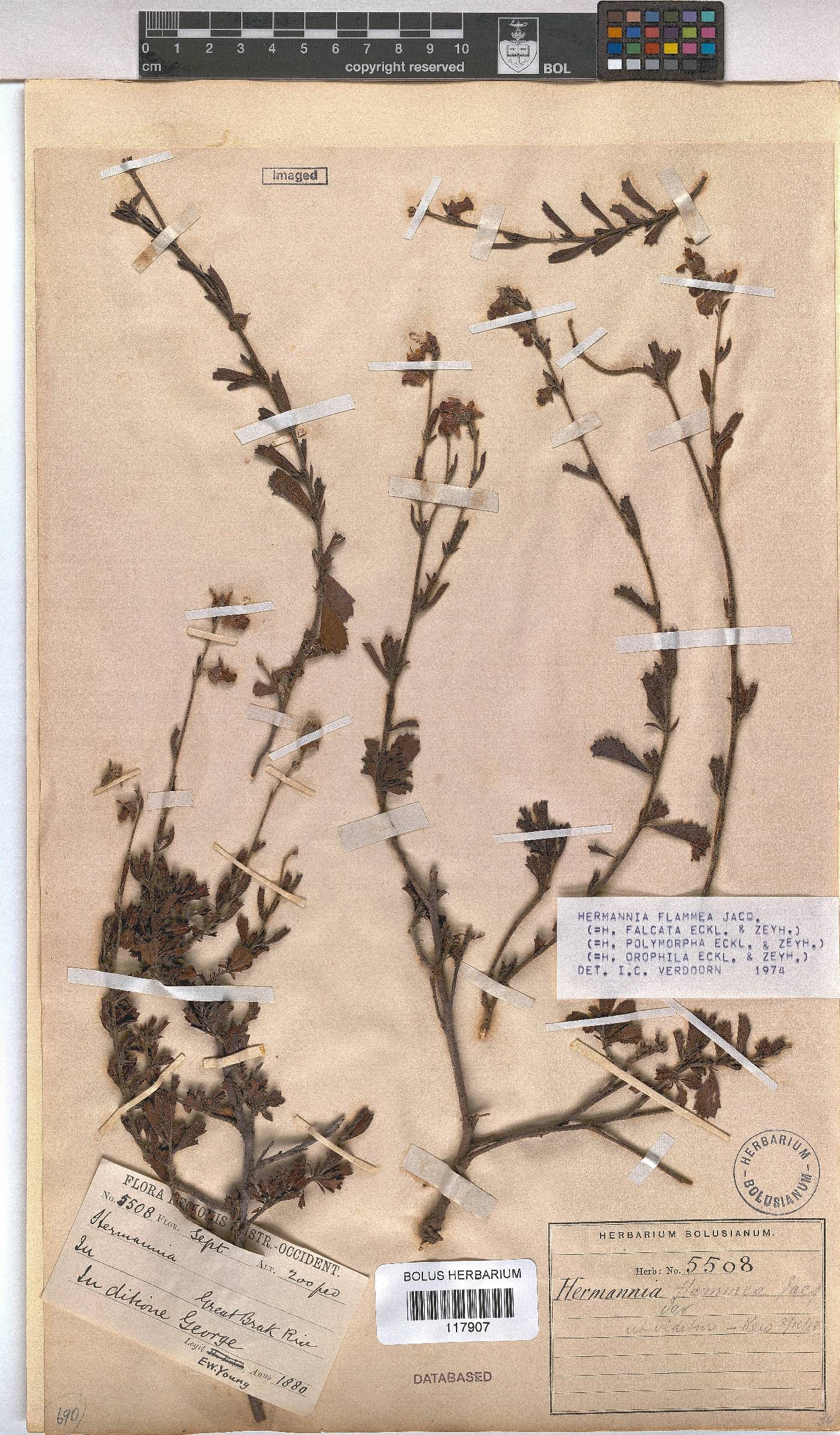 Hermannia flammea image
