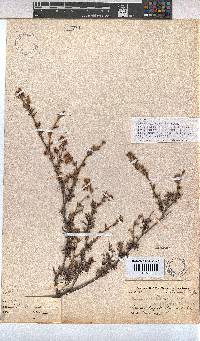 Hermannia flammea image