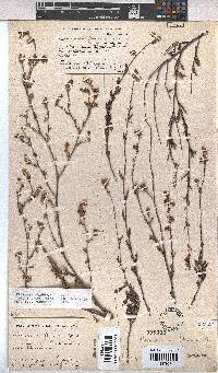 Hermannia flammula image