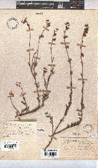 Hermannia flammula image